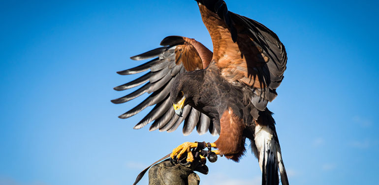 The Government of Andalusia protects the traditional art of falconry as an Asset of Cultural Interest (BIC)