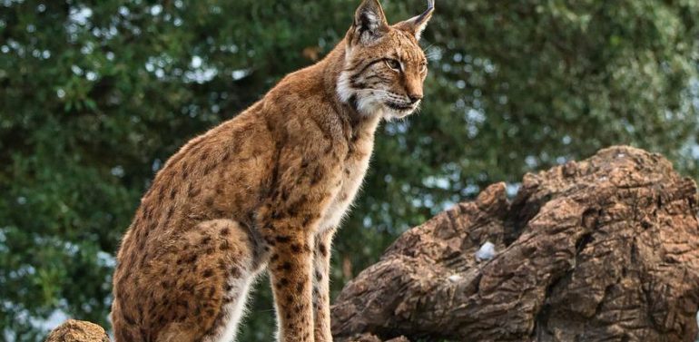  The Lynxconnect programme publishes the new lynx census in Andalusia, which reaches 522 specimens