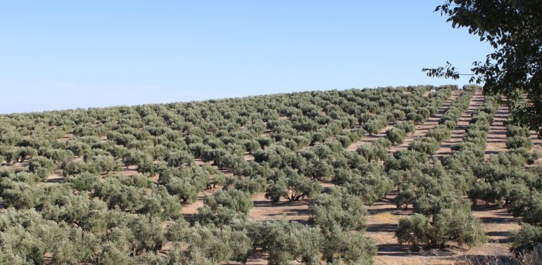  India, a potential market of 300 million consumers for Andalusian olive oil and olives